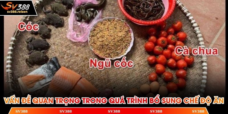 Vấn đề quan trọng trong quá trình bổ sung chế độ ăn